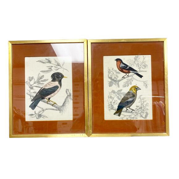 Bianchini Ferier Passereau Grosbeak Bullfinch Rosy Starling Silk Bird Framed Art - Picture 1 of 6